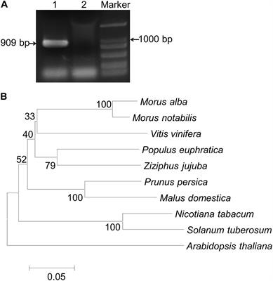 MaCDSP32 From Mulberry Enhances Resilience Post-drought by Regulating Antioxidant Activity and the Osmotic Content in Transgenic Tobacco